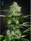 Green House Feminized Seeds Northern Lights Auto