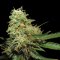 DNA GYO Collection - R.K.S. Feminized Cannabis Seeds