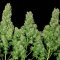 Serious Seeds Feminized White Russian