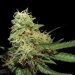 DNA GYO Collection - R.K.S. Feminized Cannabis Seeds