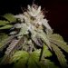 PhenoFinder Spannabis Sunset aka Sunset Sherbet Female Cannabis Seeds