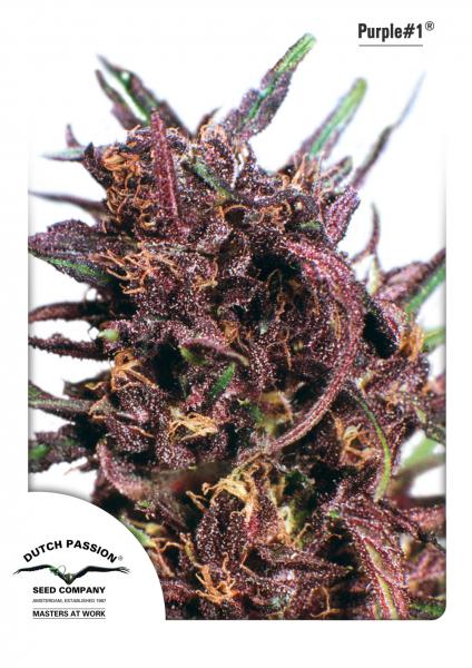 Dutch Passion Regular Seeds Purple #1