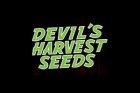 Devils Harvest Seeds