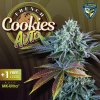 TH Seeds Feminized French Cookies Autoflower
