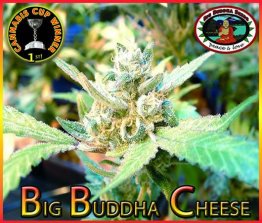 Big Buddha Feminised Cheese