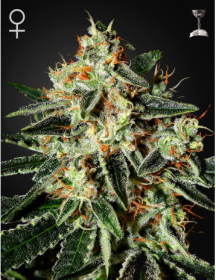 Green House Feminized Seeds Cheese
