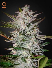 Green House Feminized Seeds Holy Punch
