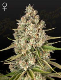 Green House Feminized Seeds Lost Pearl