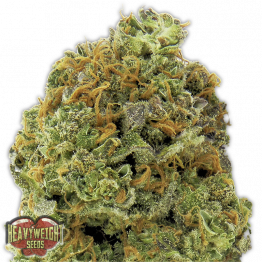 HeavyWeight Auto Feminised Seeds Wipeout Express