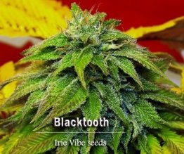 Irie Vibe Regular Seeds Blacktooth