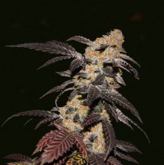 TH Seeds Feminized French Cookies