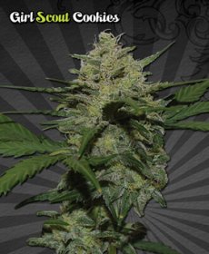 Auto Seeds Feminized - Girl Scout Cookies