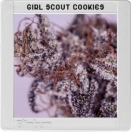 Blim Burn Girl Scout Cookies Female Cannabis Seeds