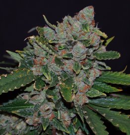 TH Seeds Feminized MOB