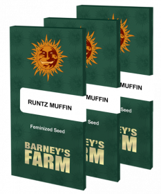 Barneys Farm Feminized RUNTZ MUFFIN