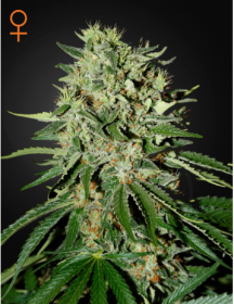 Green House Feminized Seeds The Doctor
