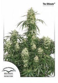 Dutch Passion Feminized Seeds The Ultimate