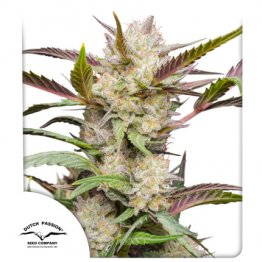 Dutch Passion Auto Feminized Seeds Mimosa Punch