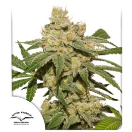 Dutch Passion Auto Feminized Seeds Oh My Gusher