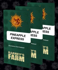 Barneys Farm Feminized Seeds Pineapple Express