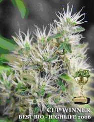 Kiwi Seeds - Alegria Regular Seeds