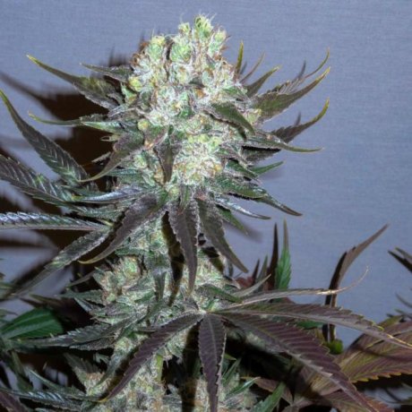 GG Strains x Serious Seeds - Killer Glue Female Cannabis Seeds