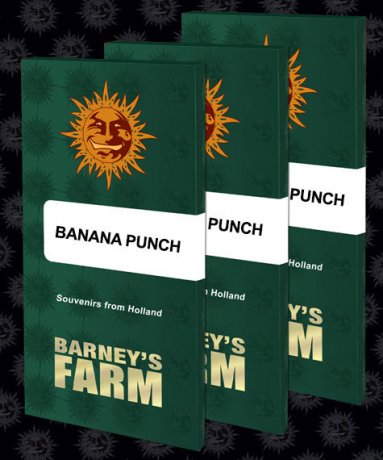 Barneys Farm Feminized Banana Punch