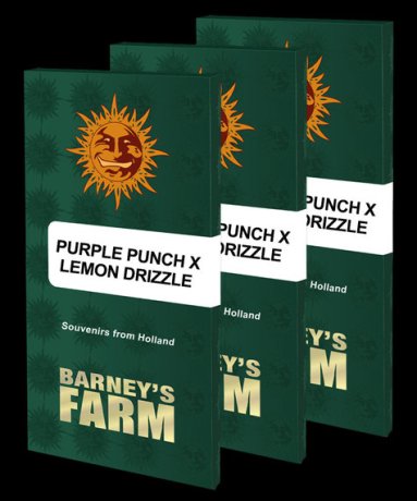 Barneys Farm Feminized Seeds Purple Punch x Lemon Drizzle
