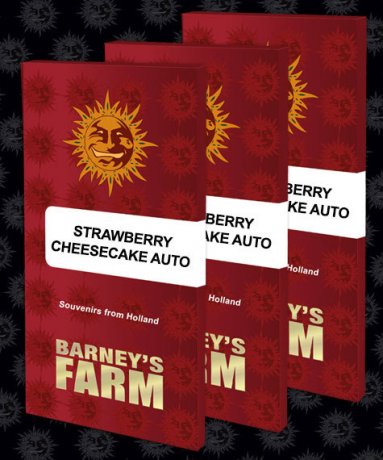 Barney's Farm Auto Feminized - Strawberry Cheesecake