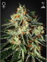 Green House Feminized Seeds Cheese