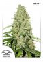 Dutch Passion Feminized Seeds Think Fast
